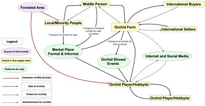 Orchid Obscurity: Understanding Domestic Trade in Wild-Harvested Orchids in Viet Nam